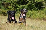 BEAUCERON - ADULTS and PUPPIES 041